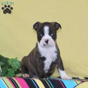 Dakota, Boston Terrier Puppy
